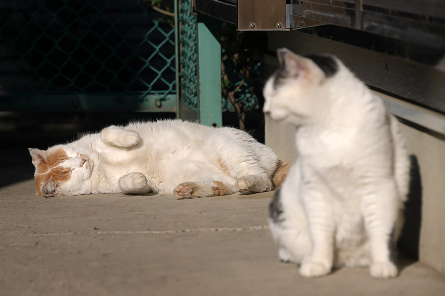 街のねこたち