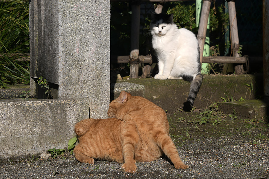 街のねこたち