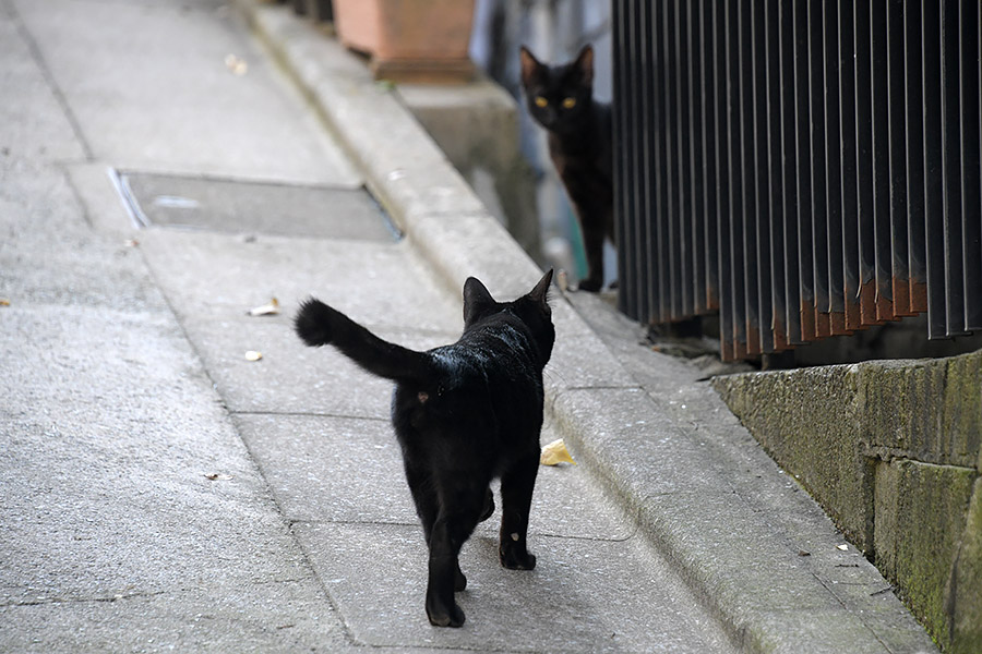 街のねこたち