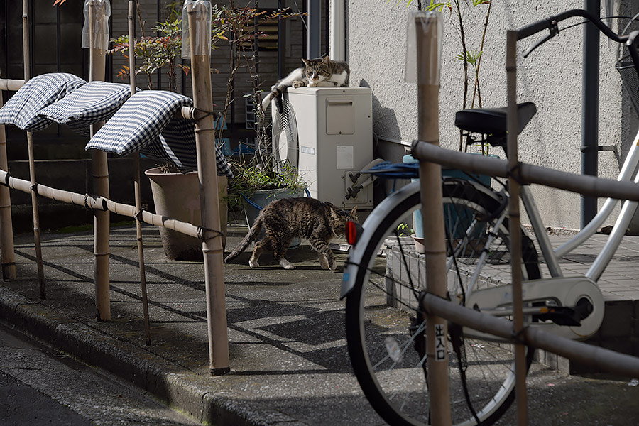 街のねこたち