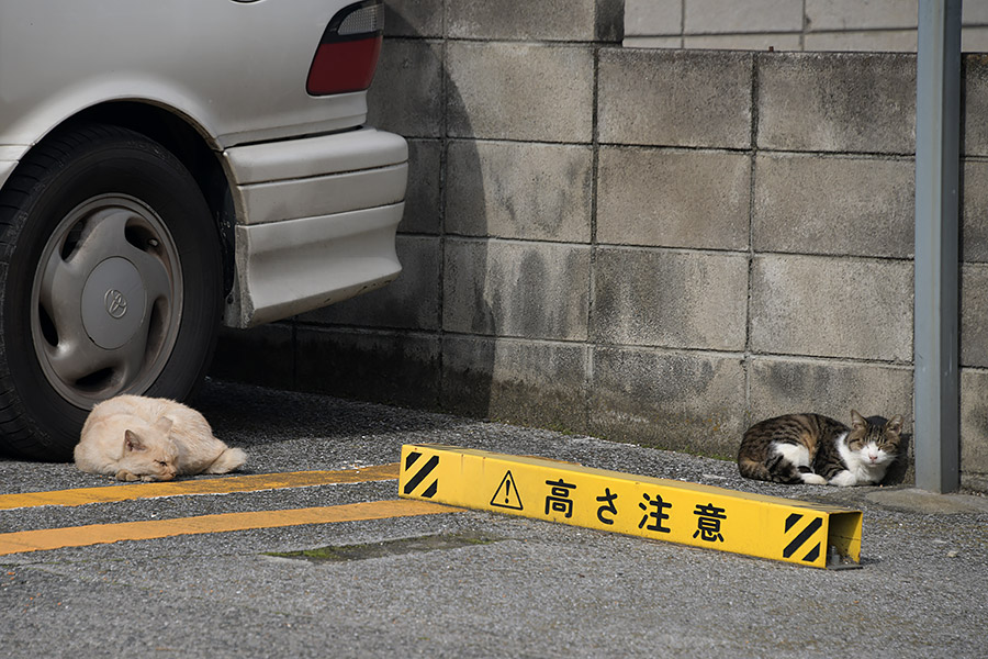 街のねこたち