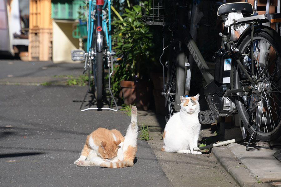 街のねこたち