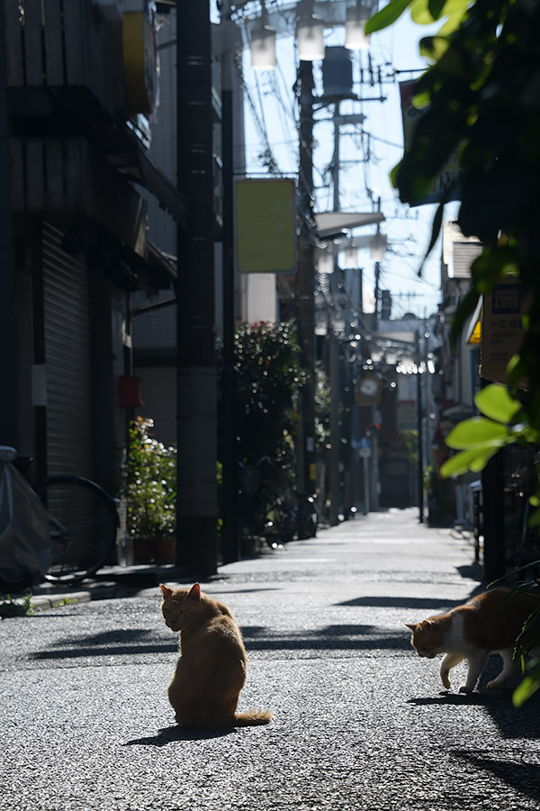 街のねこたち