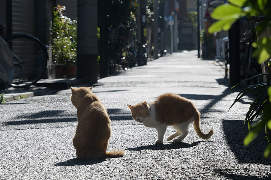 街のねこたち