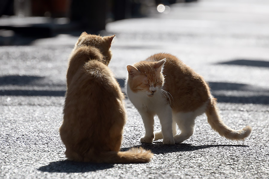 街のねこたち