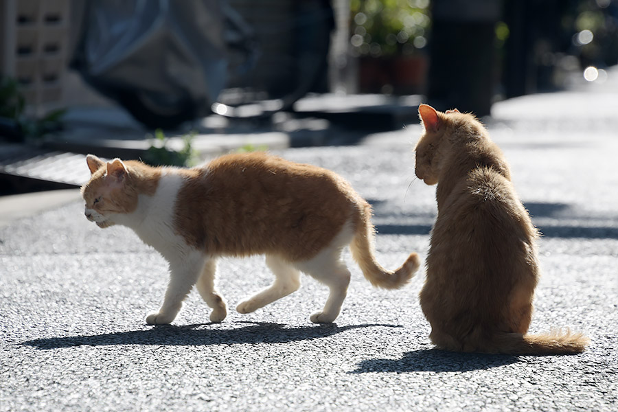 街のねこたち