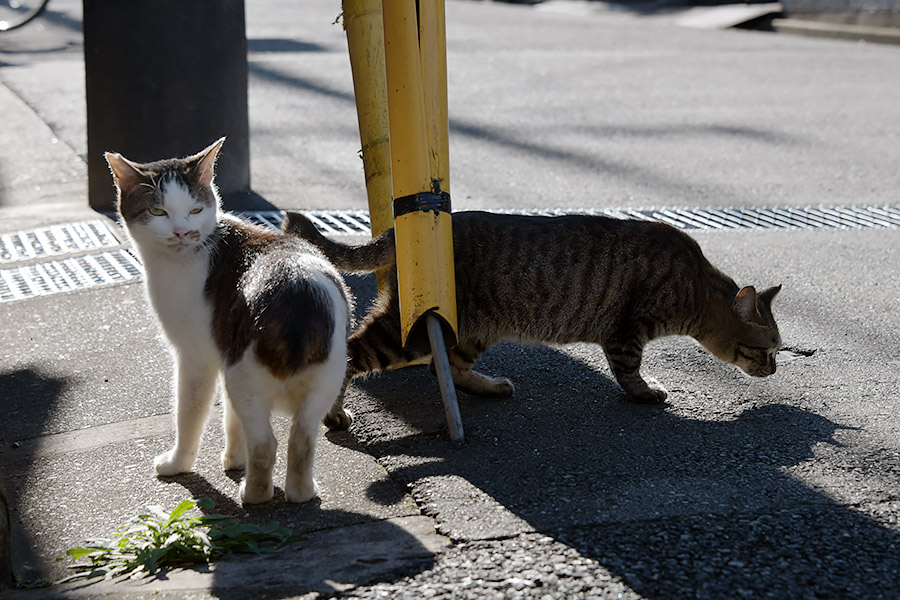 街のねこたち