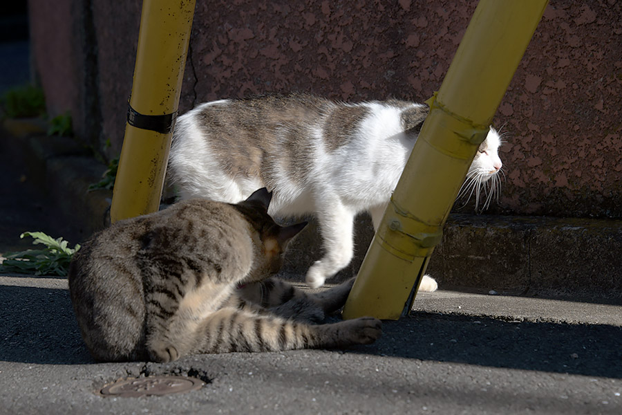 街のねこたち