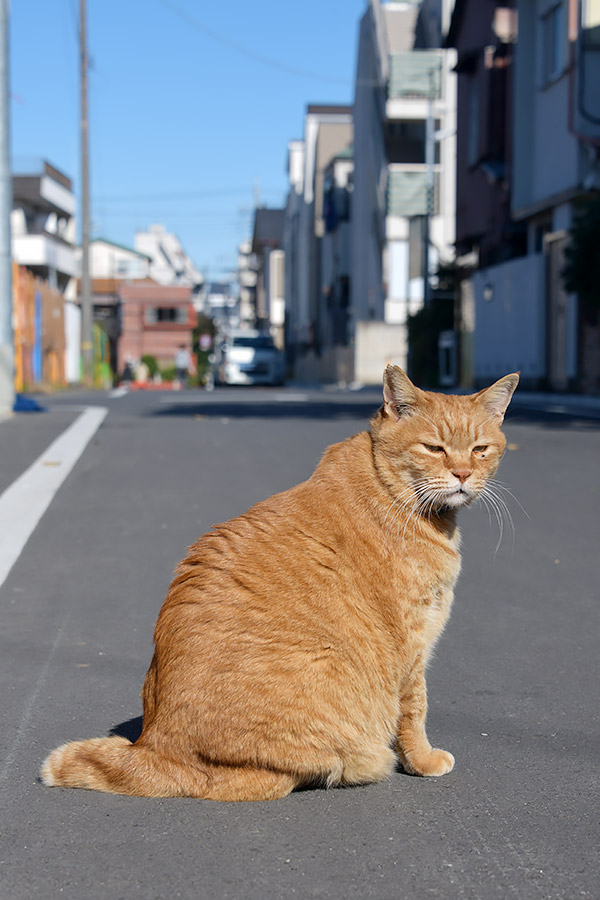 街のねこたち