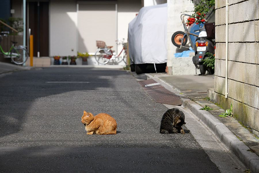 街のねこたち