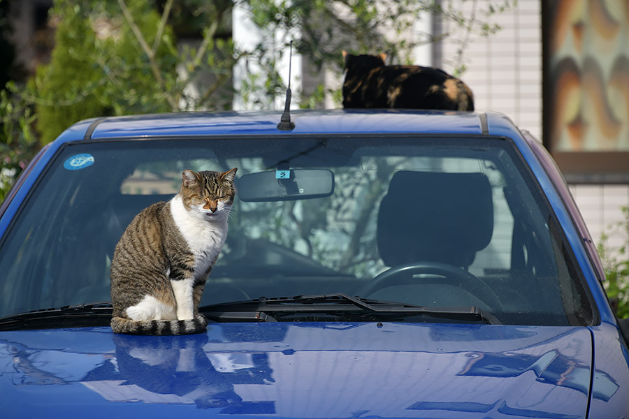 街のねこたち