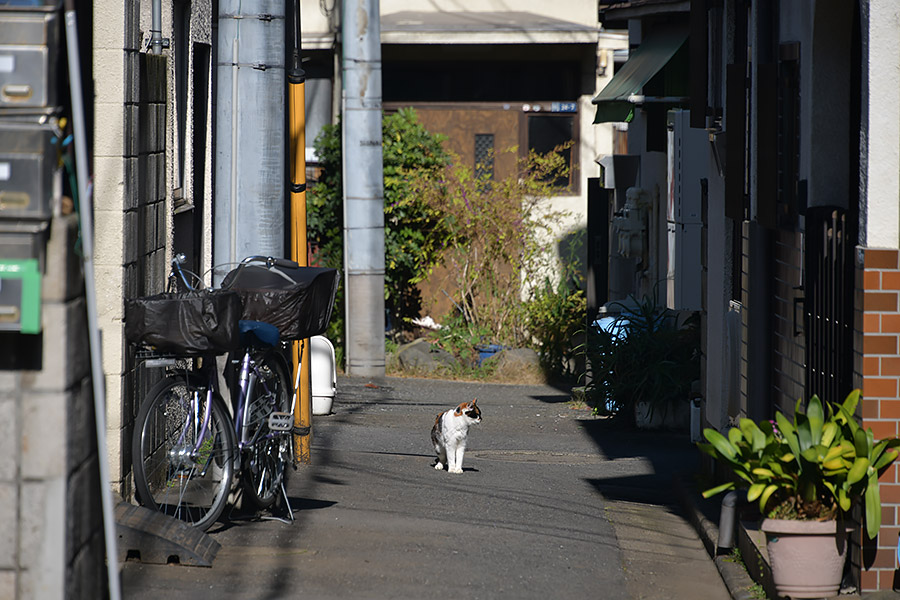 街のねこたち