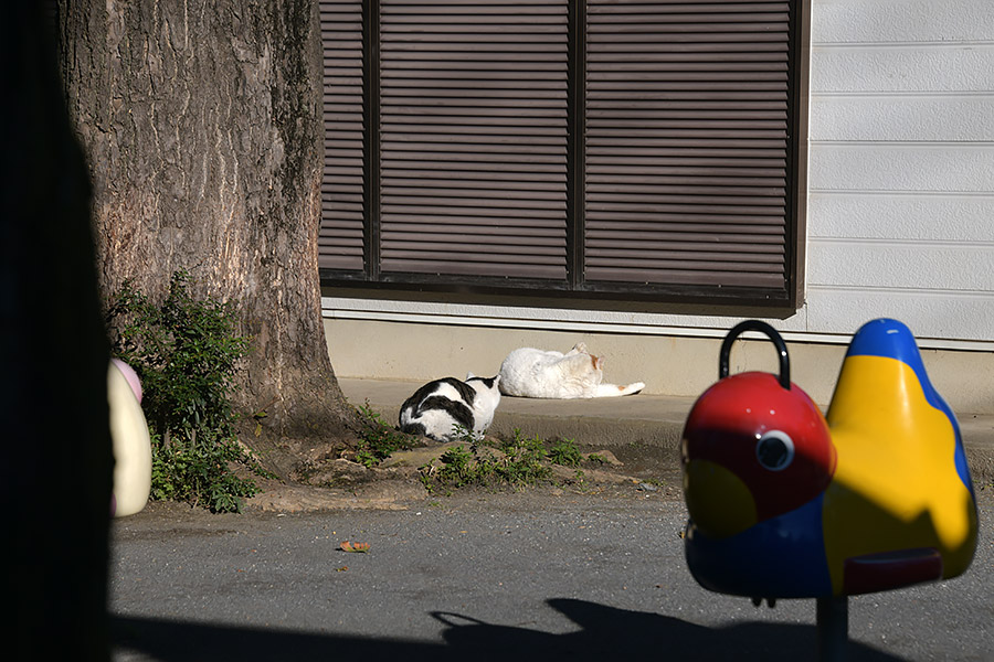 街のねこたち