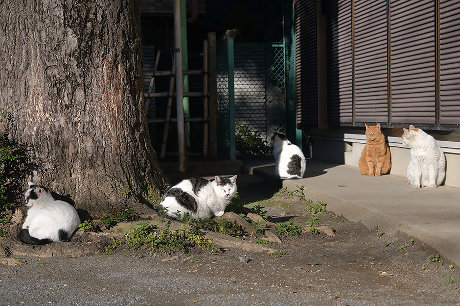 街のねこたち