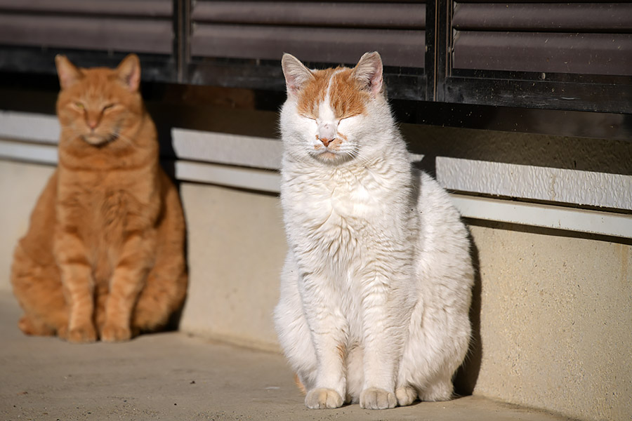 街のねこたち