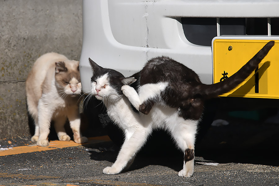 街のねこたち