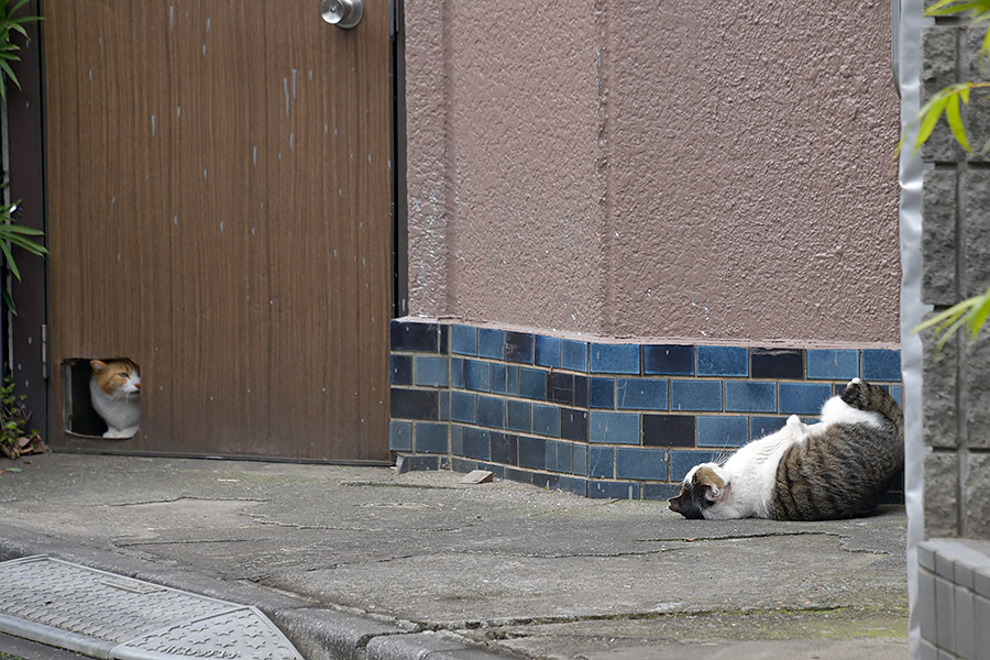 街のねこたち