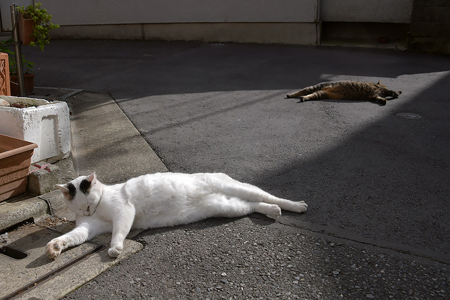 街のねこたち