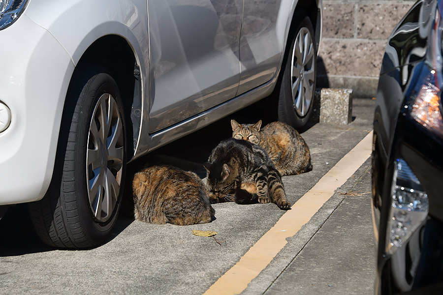 街のねこたち