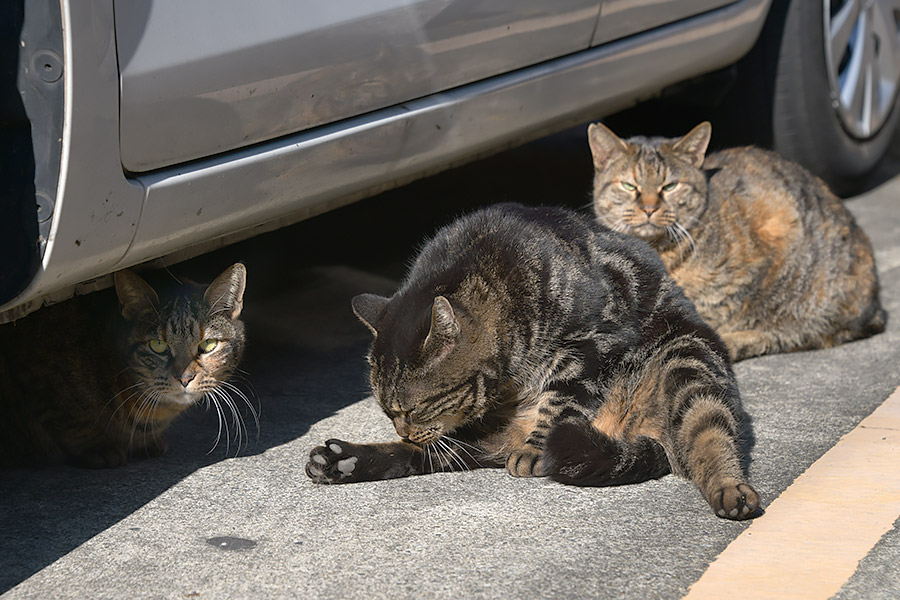 街のねこたち