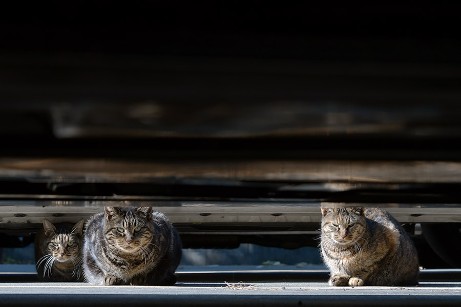 街のねこたち