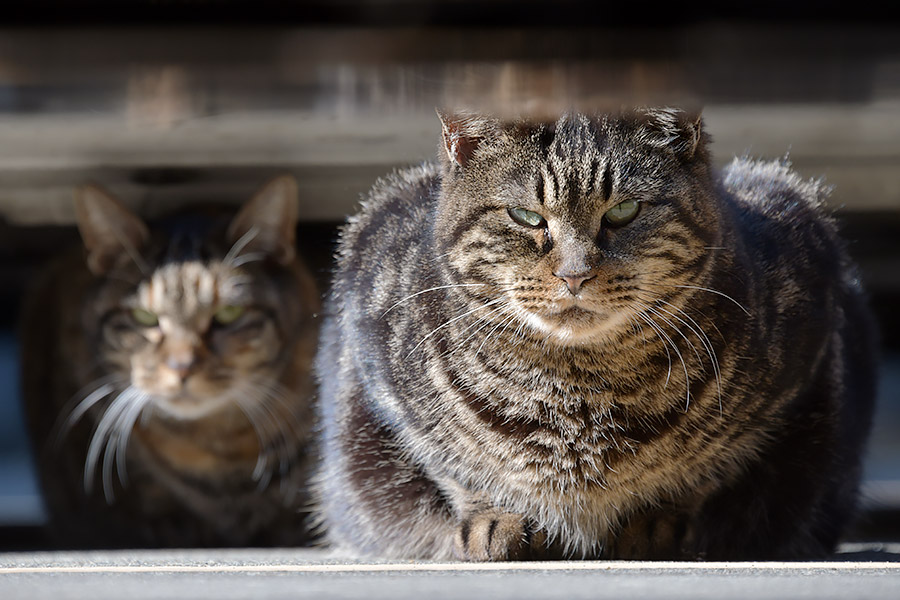 街のねこたち