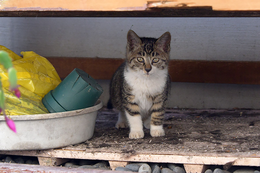 街のねこたち