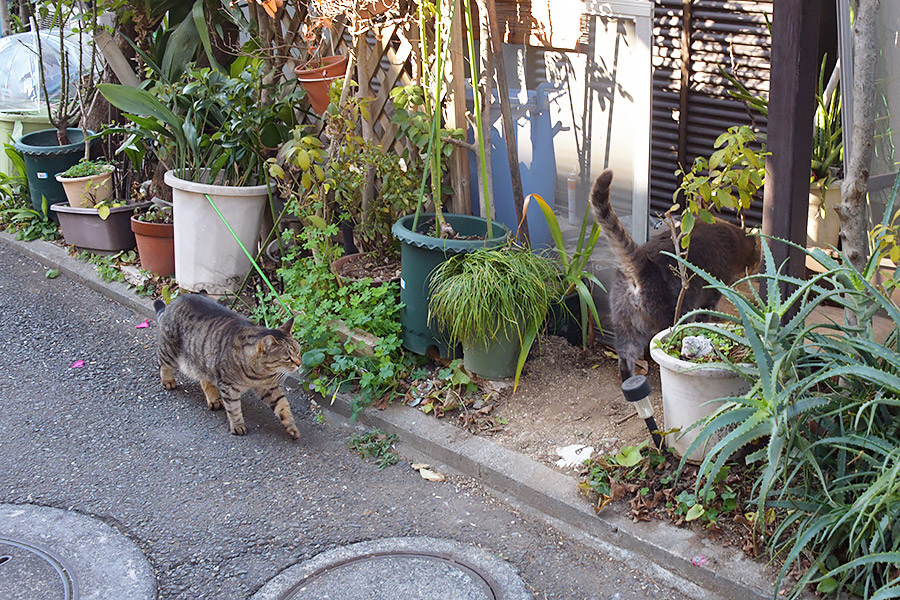 街のねこたち