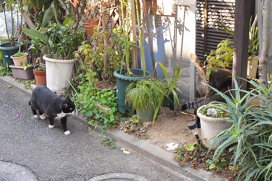 街のねこたち