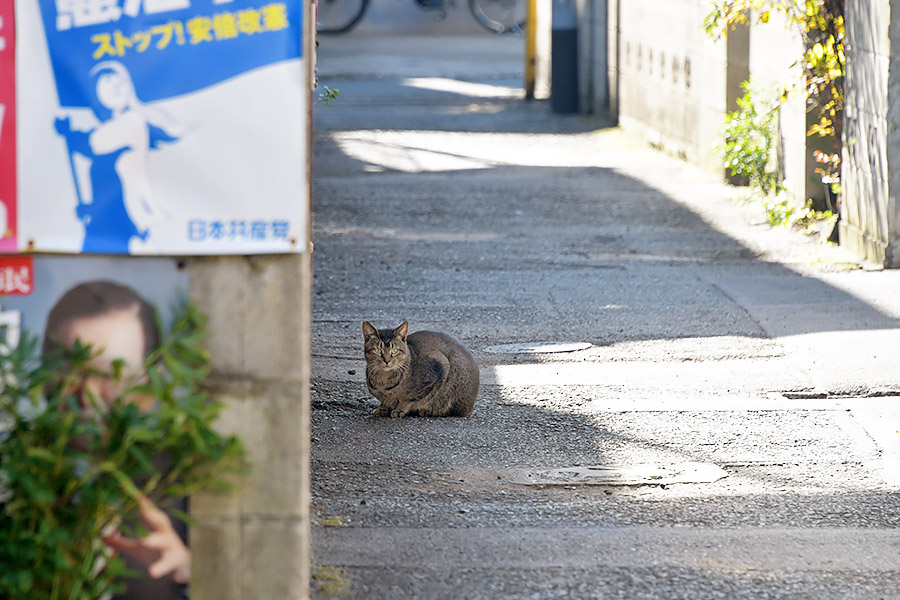 街のねこたち