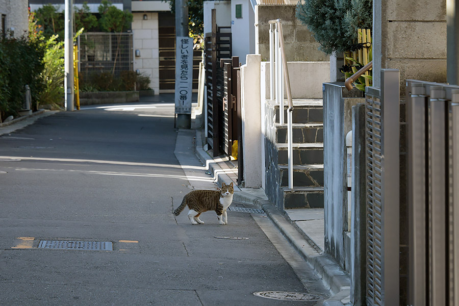 街のねこたち