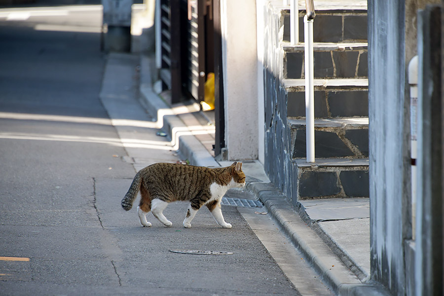 街のねこたち