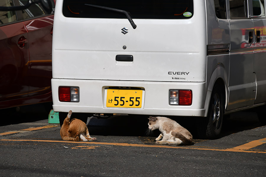 街のねこたち