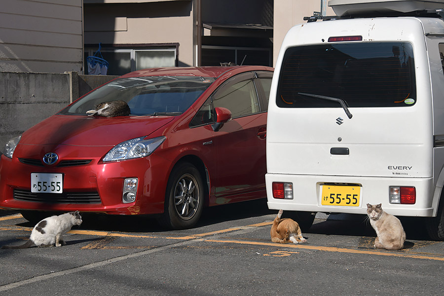 街のねこたち