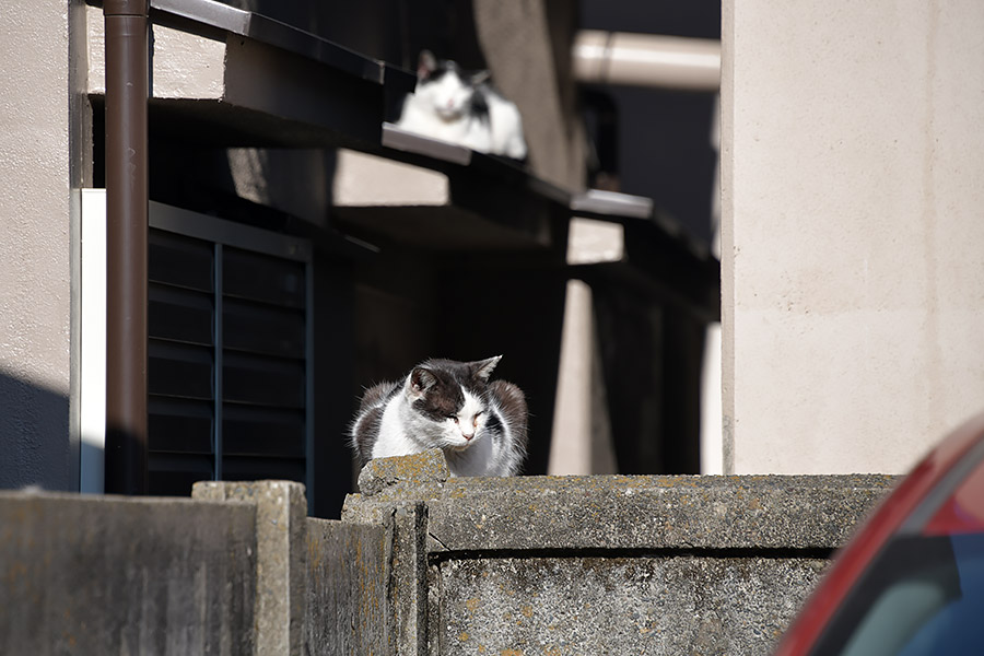 街のねこたち