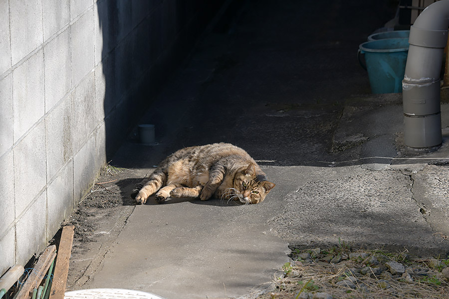 街のねこたち