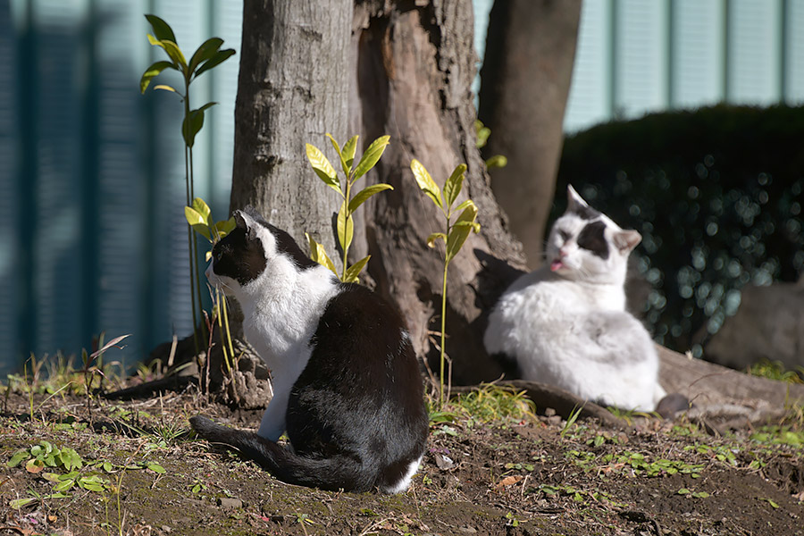 街のねこたち