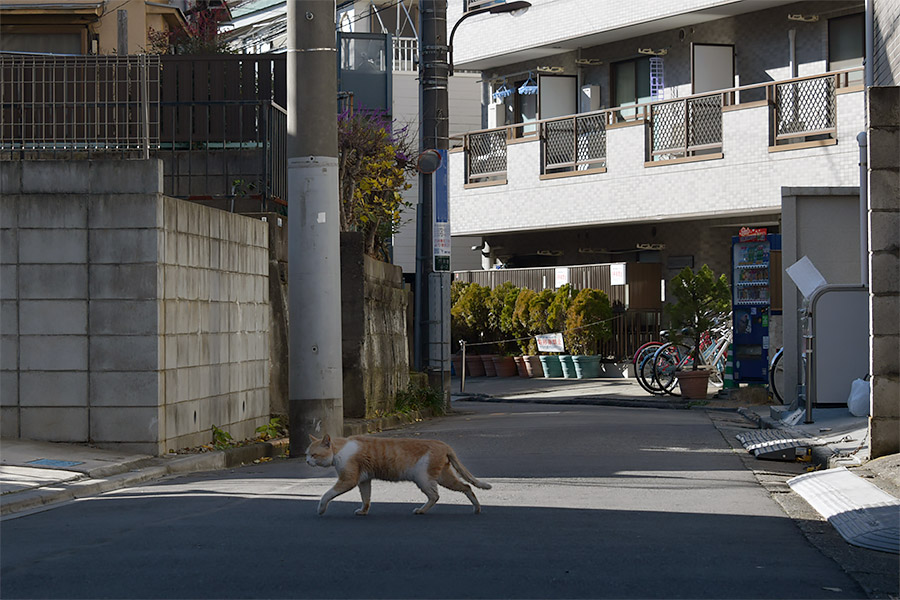 街のねこたち