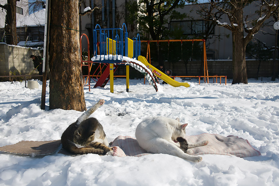 街のねこたち