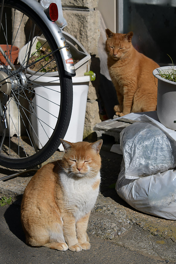 街のねこたち