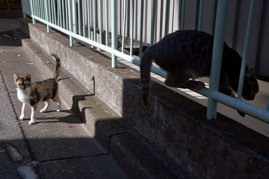 街のねこたち