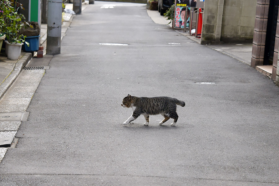 街のねこたち