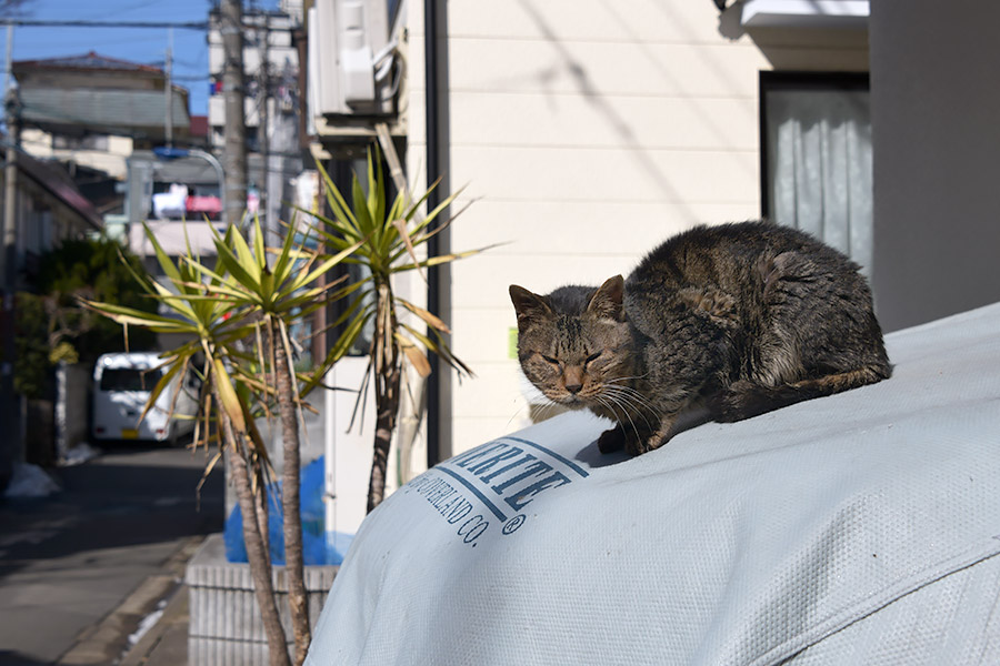 街のねこたち