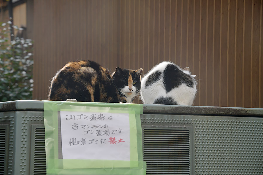 街のねこたち