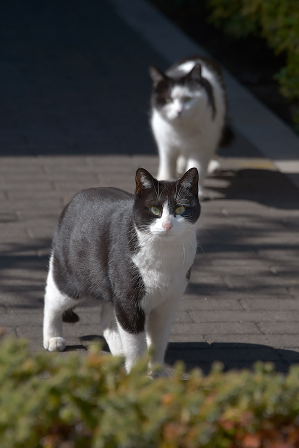 街のねこたち