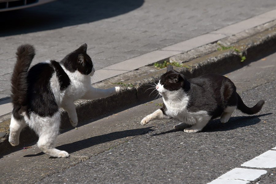 街のねこたち