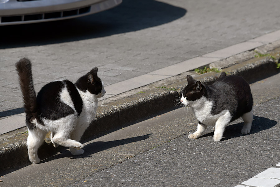 街のねこたち