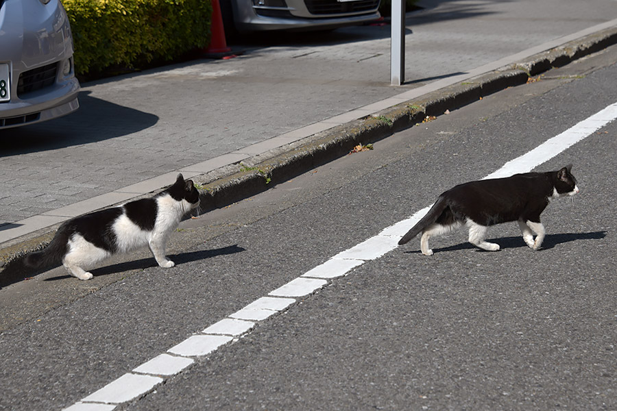 街のねこたち