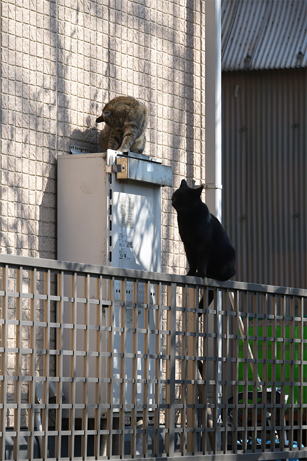 街のねこたち