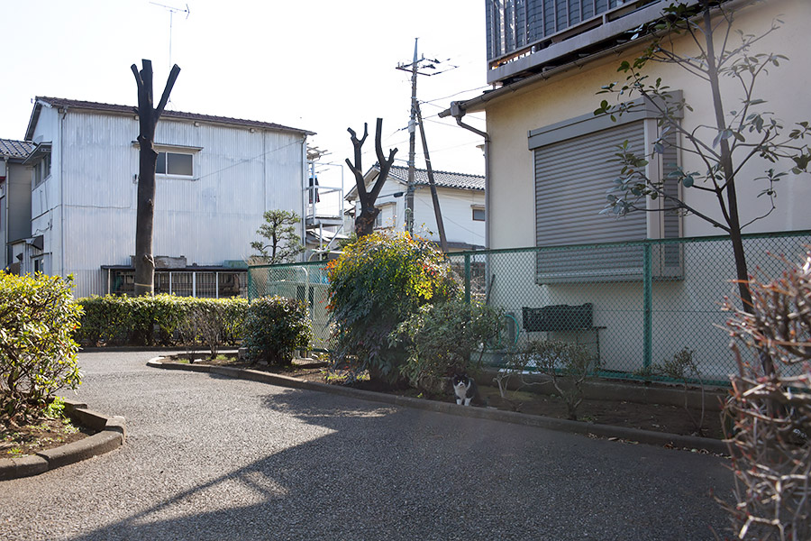 街のねこたち